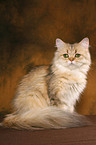 sitting Persian cat