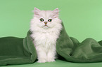 Persian kitten under blanket