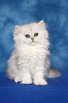 sitting Persian kitten