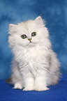 sitting Persian kitten