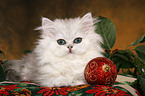 Persian kitten at christmas