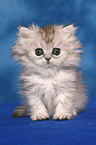 sitting Persian kitten