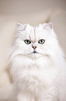 Chinchilla Persian Cat