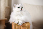 Chinchilla Persian Cat