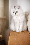 persian cat