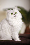 persian cat