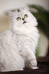 persian cat