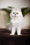 persian cat