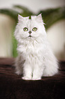 persian cat