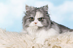 Persian Cat