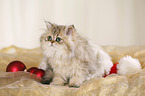 young persian cat