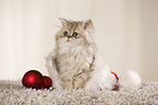 young persian cat