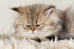 young persian cat