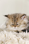 young persian cat