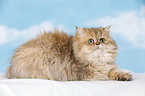 golden-shaded persian cat