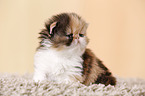 3 weeks old persian kitten