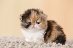 3 weeks old persian kitten