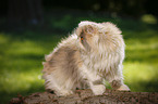 Persian cat