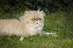 lying Persian Cat