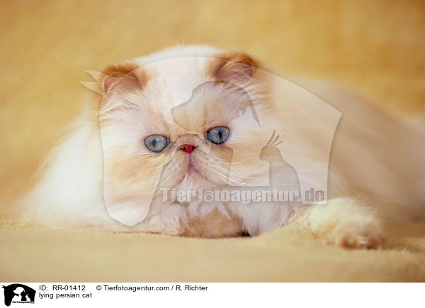 liegende Perserkatze / lying persian cat / RR-01412