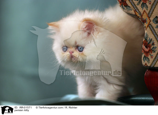persian kitty / RR-01571