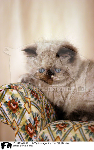 sitzendes Perserktzchen / sitting persian kitty / RR-01618