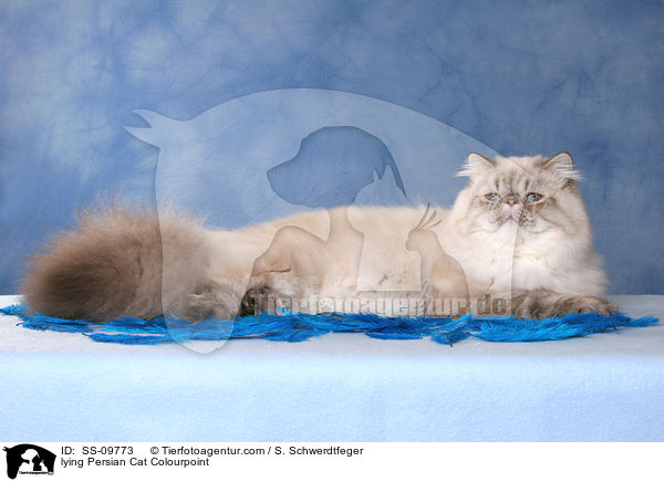 lying Persian Cat Colourpoint / SS-09773
