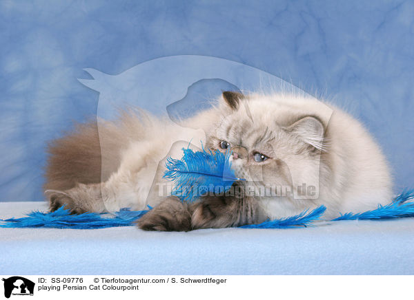 spielende Perser Colourpoint / playing Persian Cat Colourpoint / SS-09776