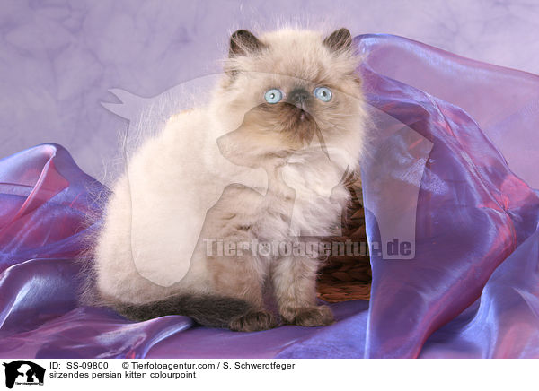 sitzendes Perser Colourpoint Ktzchen / sitzendes persian kitten colourpoint / SS-09800