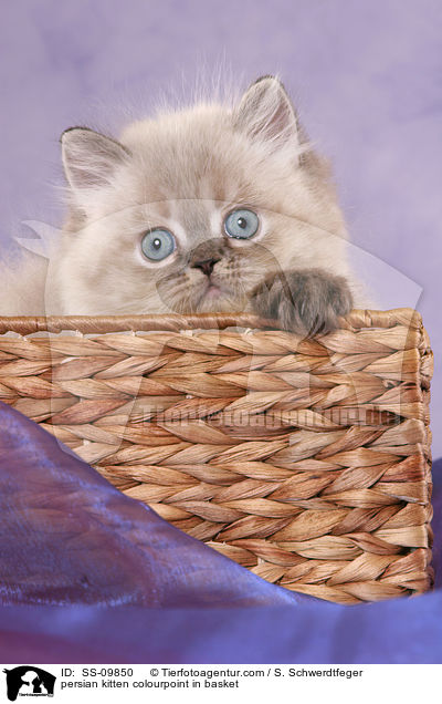 persian kitten colourpoint in basket / SS-09850