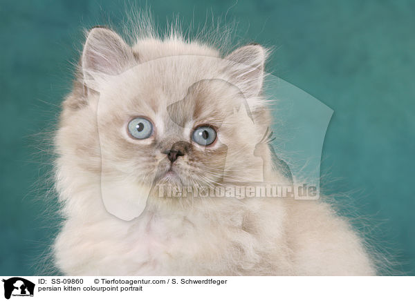 persian kitten colourpoint portrait / SS-09860