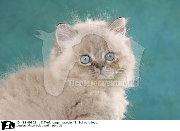 Perser Colourpoint Ktzchen Portrait / persian kitten colourpoint portrait / SS-09862