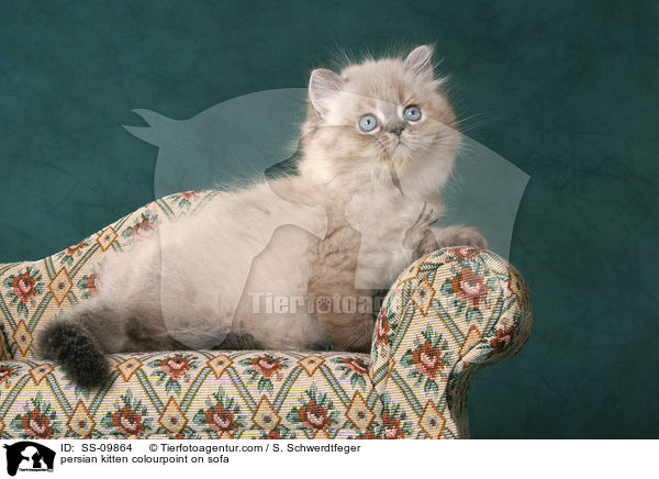 Perser Colourpoint Ktzchen auf Sofa / persian kitten colourpoint on sofa / SS-09864
