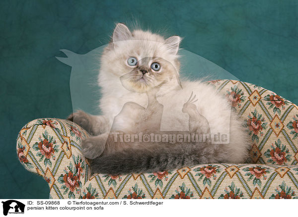 Perser Colourpoint Ktzchen auf Sofa / persian kitten colourpoint on sofa / SS-09868