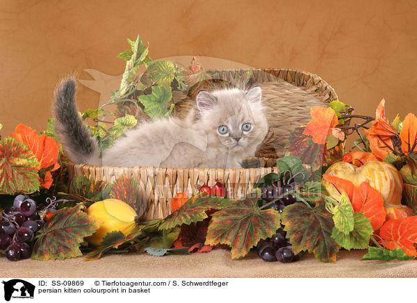Perser Colourpoint Ktzchen im Krbchen / persian kitten colourpoint in basket / SS-09869