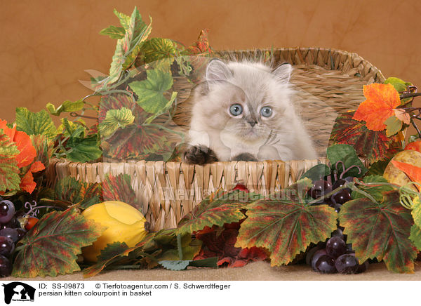 Perser Colourpoint Ktzchen im Krbchen / persian kitten colourpoint in basket / SS-09873