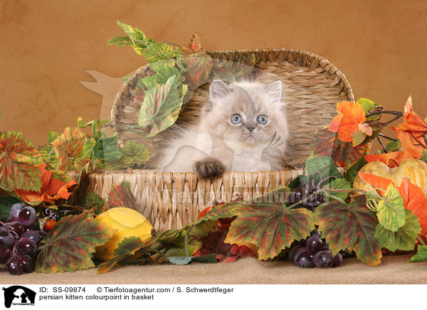 Perser Colourpoint Ktzchen im Krbchen / persian kitten colourpoint in basket / SS-09874
