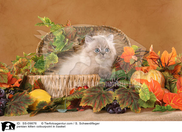 Perser Colourpoint Ktzchen im Krbchen / persian kitten colourpoint in basket / SS-09876