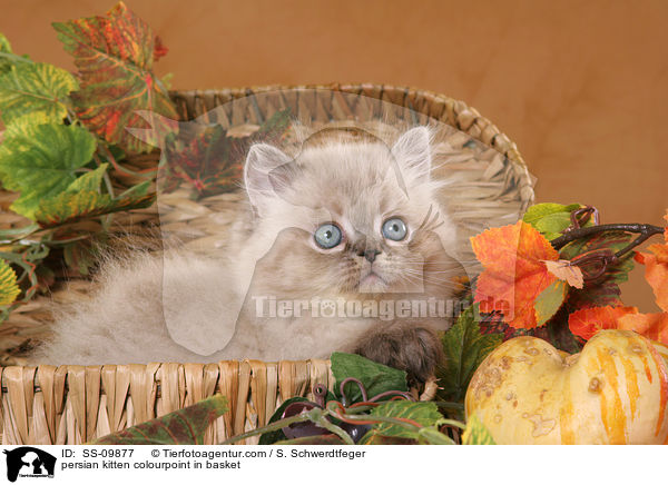Perser Colourpoint Ktzchen im Krbchen / persian kitten colourpoint in basket / SS-09877