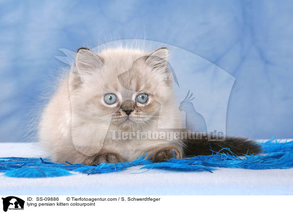 liegendes Perser Colourpoint Ktzchen / lying persian kitten colourpoint / SS-09886