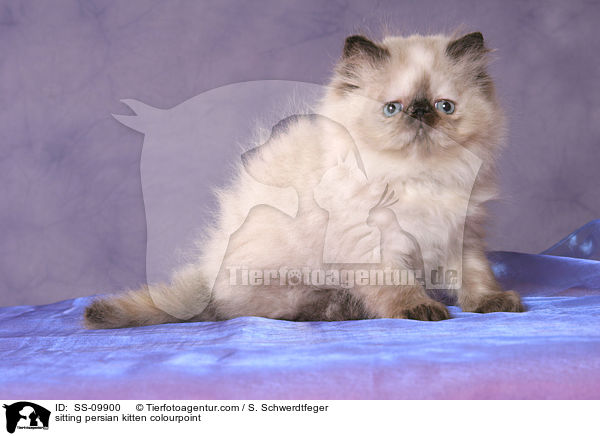 sitzendes Perser Colourpoint Ktzchen / sitting persian kitten colourpoint / SS-09900