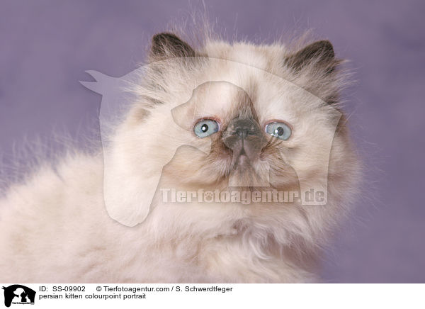 persian kitten colourpoint portrait / SS-09902