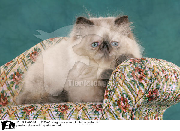 persian kitten colourpoint on sofa / SS-09914