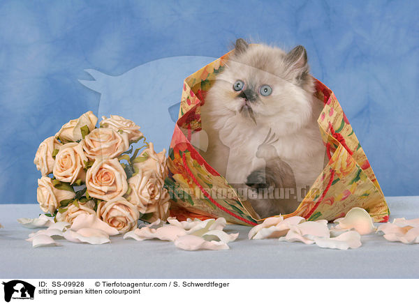 sitting persian kitten colourpoint / SS-09928