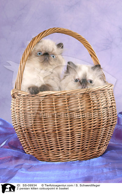 2 persian kitten colourpoint in basket / SS-09934