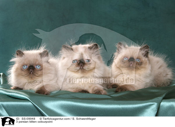 3 persian kitten colourpoint / SS-09948