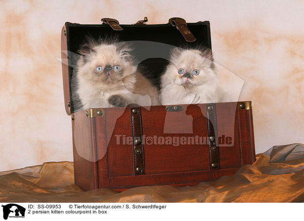 2 Perser Colourpoint Ktzchen in Truhe / 2 persian kitten colourpoint in box / SS-09953