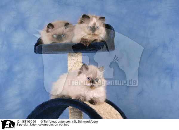 3 persian kitten colourpoint on cat tree / SS-09956