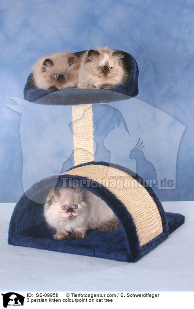 3 persian kitten colourpoint on cat tree / SS-09958