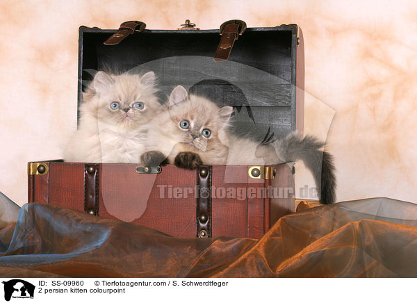 2 Perser Colourpoint Ktzchen / 2 persian kitten colourpoint / SS-09960